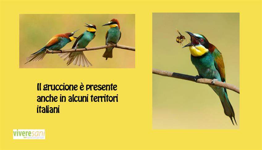 Il gruccione è goloso di insetti Il gruccione è goloso di insetti